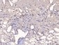 Anti-YY1 Antibody Picoband™ (monoclonal, 2C10F9)